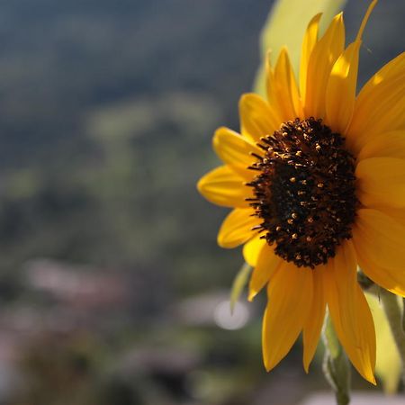 Il Girasole Lejlighed Baceno Eksteriør billede