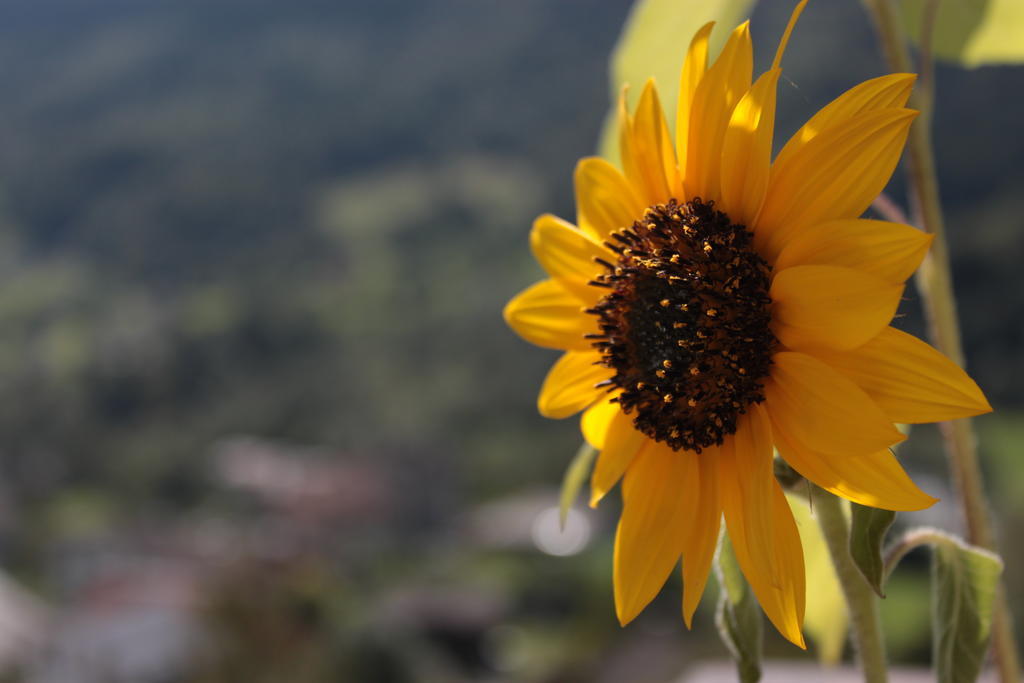 Il Girasole Lejlighed Baceno Eksteriør billede